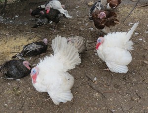 Turkeys