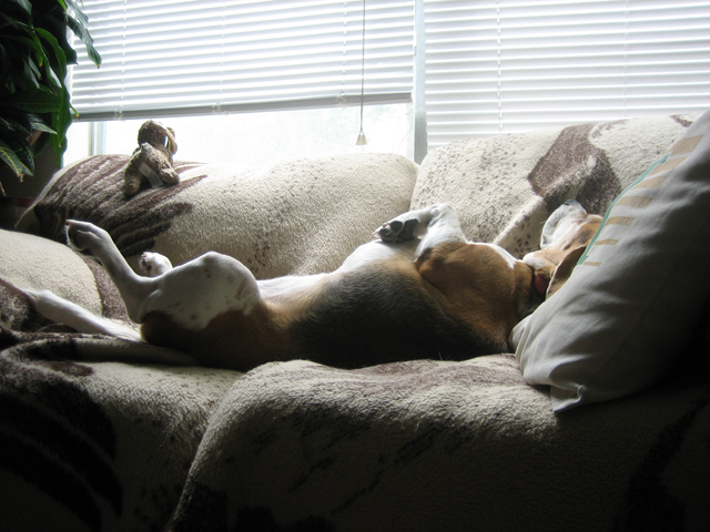 Ellie on the couch