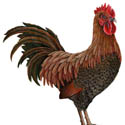 rooster